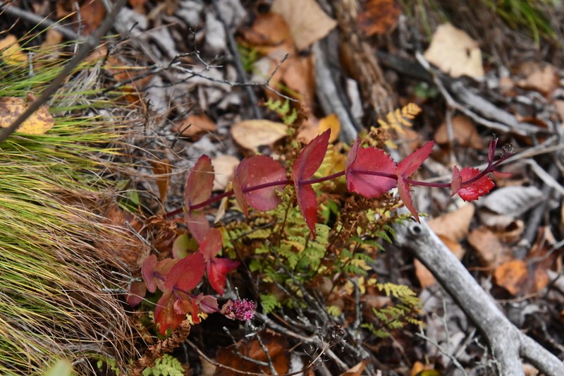Hylotelephium ussuriense photo 6