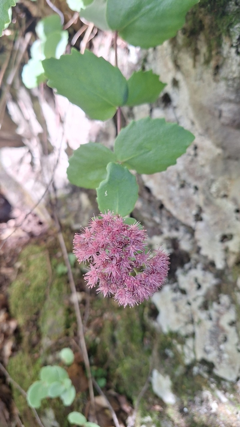 Hylotelephium ussuriense photo 7
