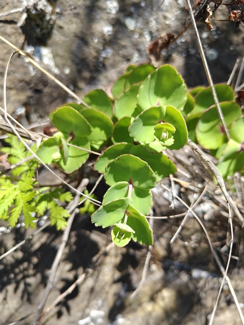 Hylotelephium ussuriense photo 8