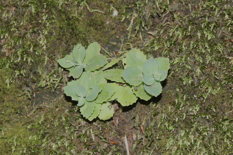 Hylotelephium ussuriense var. tsugaruense