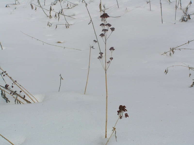 Hylotelephium verticillatum