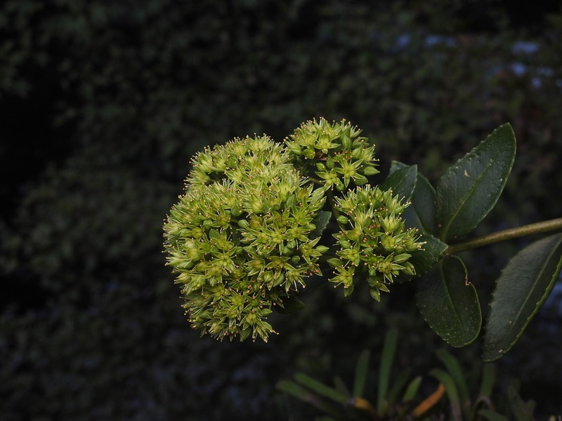 Hylotelephium verticillatum photo 2