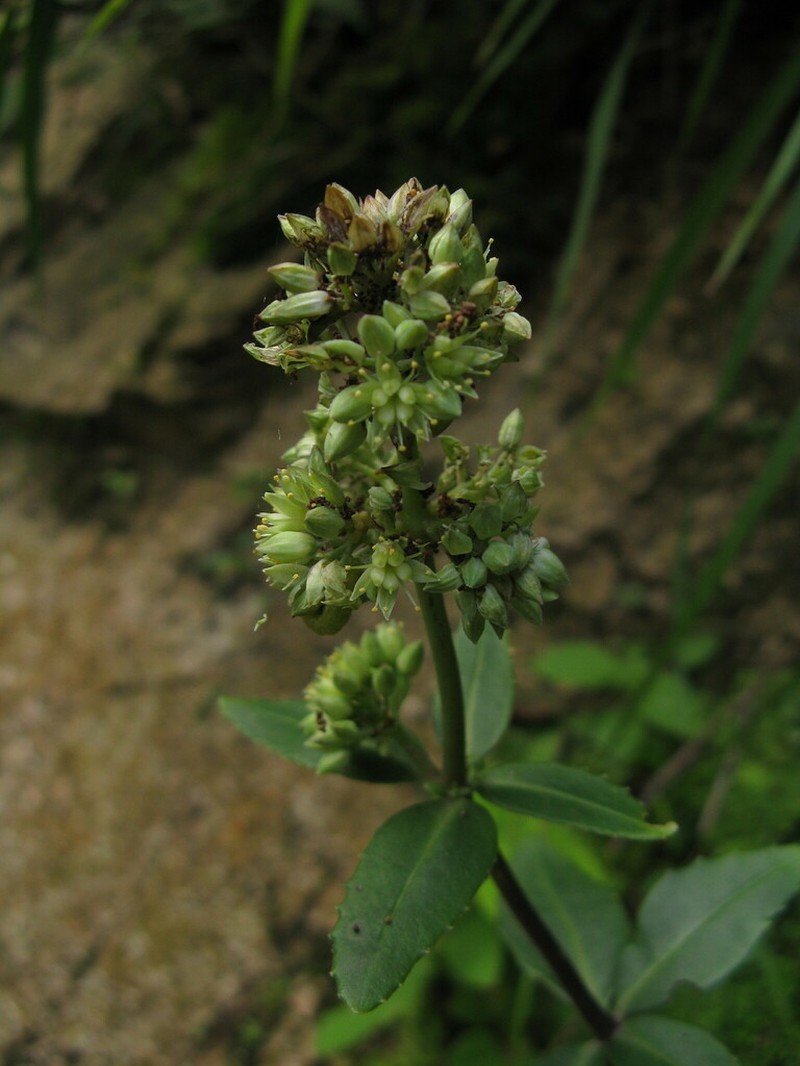 Hylotelephium verticillatum photo 3