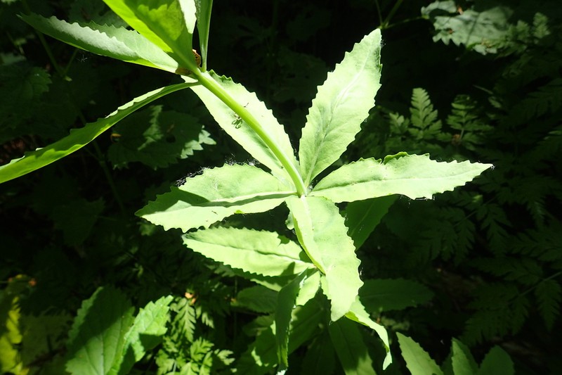 Hylotelephium verticillatum photo 4