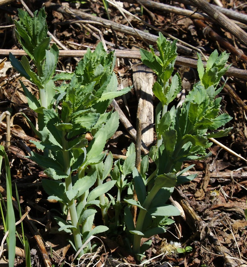 Hylotelephium verticillatum photo 5