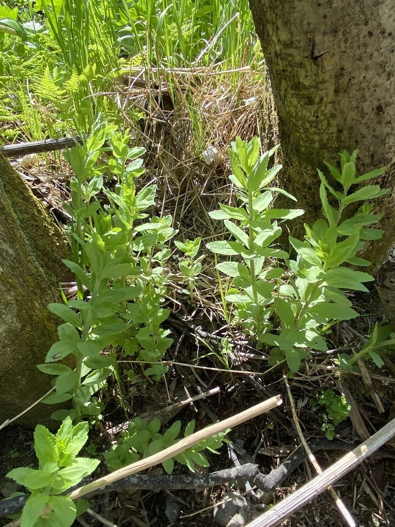 Hylotelephium verticillatum photo 6