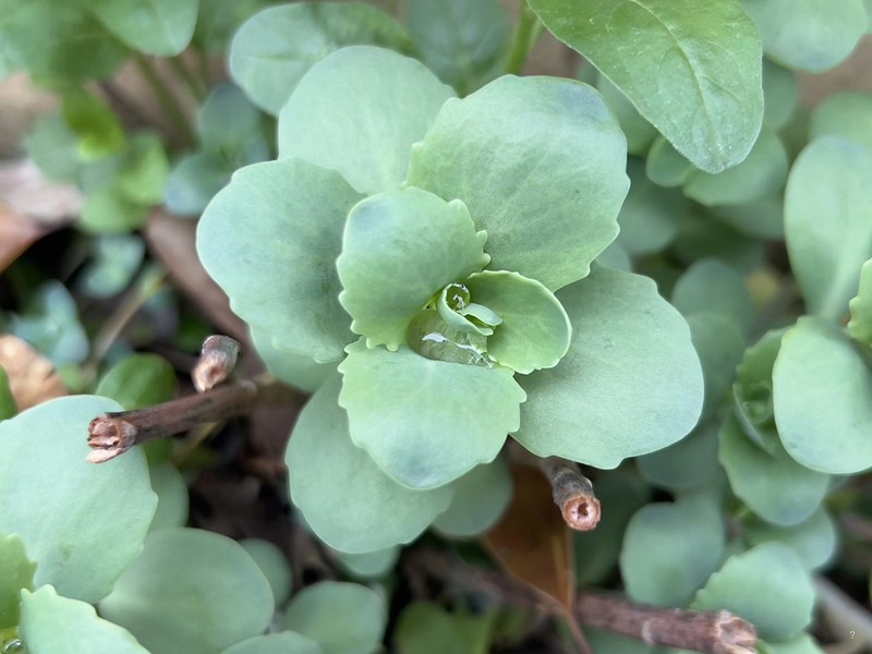 Hylotelephium verticillatum photo 7