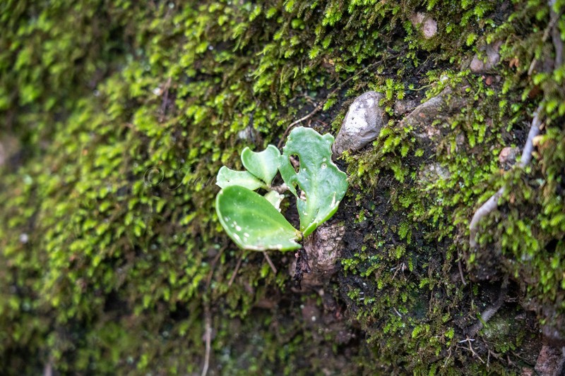 Hylotelephium verticillatum photo 8