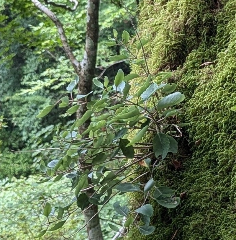 Hylotelephium viride photo 2