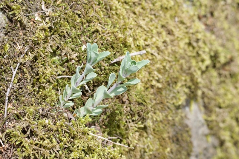 Hylotelephium viride photo 3