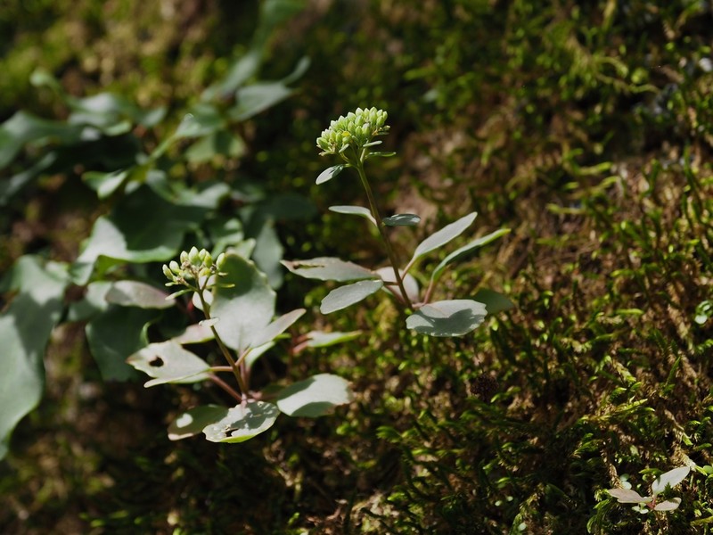 Hylotelephium viride photo 4