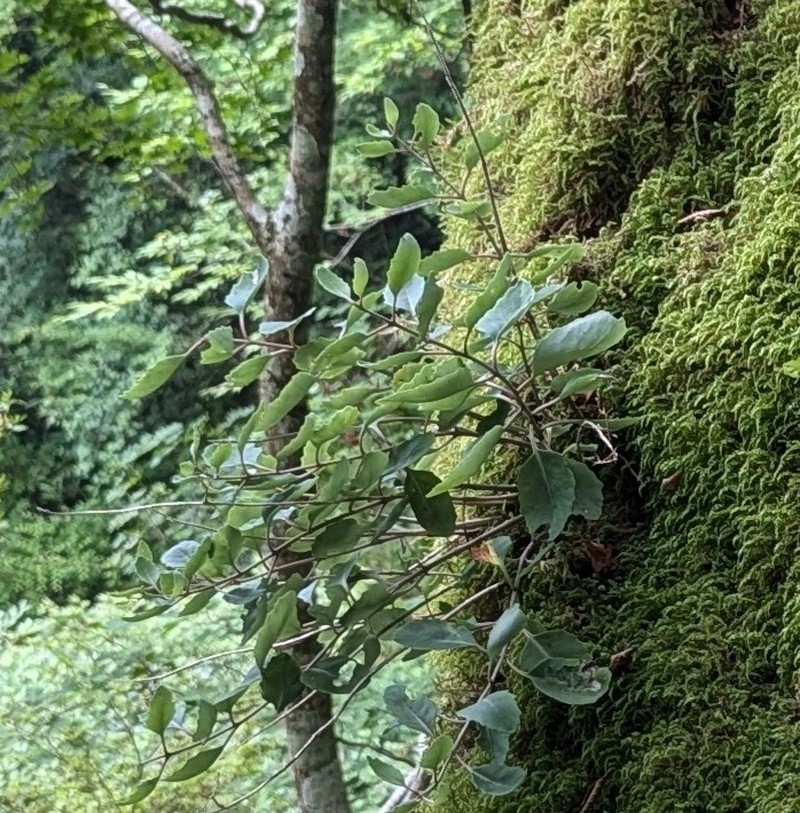 Hylotelephium viride photo 5