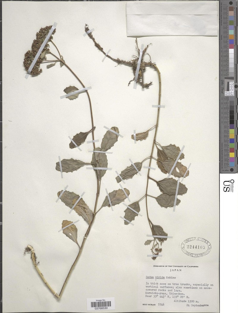 Hylotelephium viride photo 6