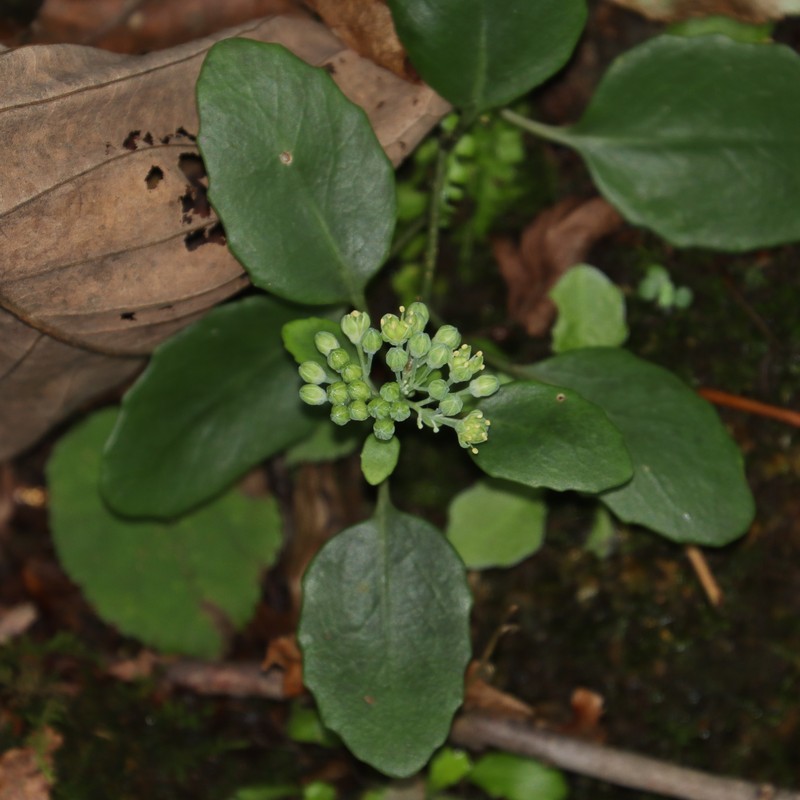 Hylotelephium viride