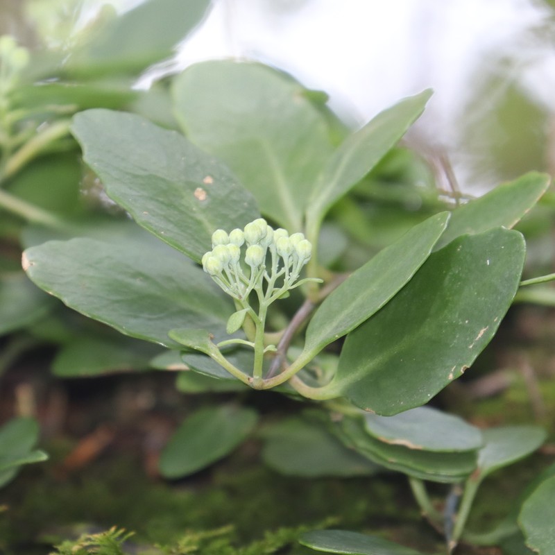 Hylotelephium viride photo 7