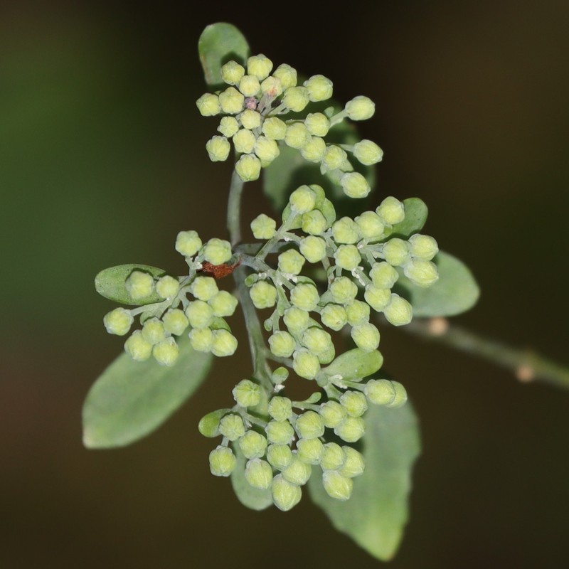Hylotelephium viride photo 8