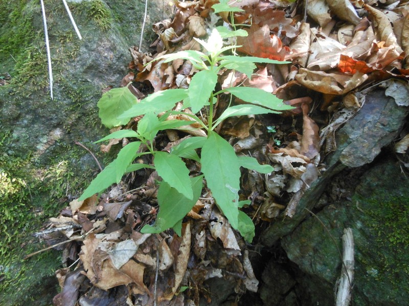 Hylotelephium viviparum