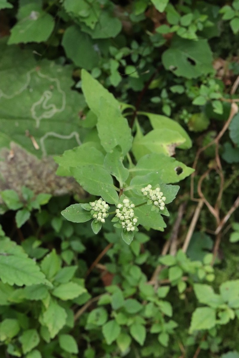 Hylotelephium viviparum photo 2