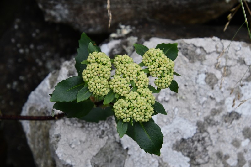 Hylotelephium viviparum photo 3