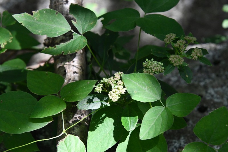 Hylotelephium viviparum photo 4