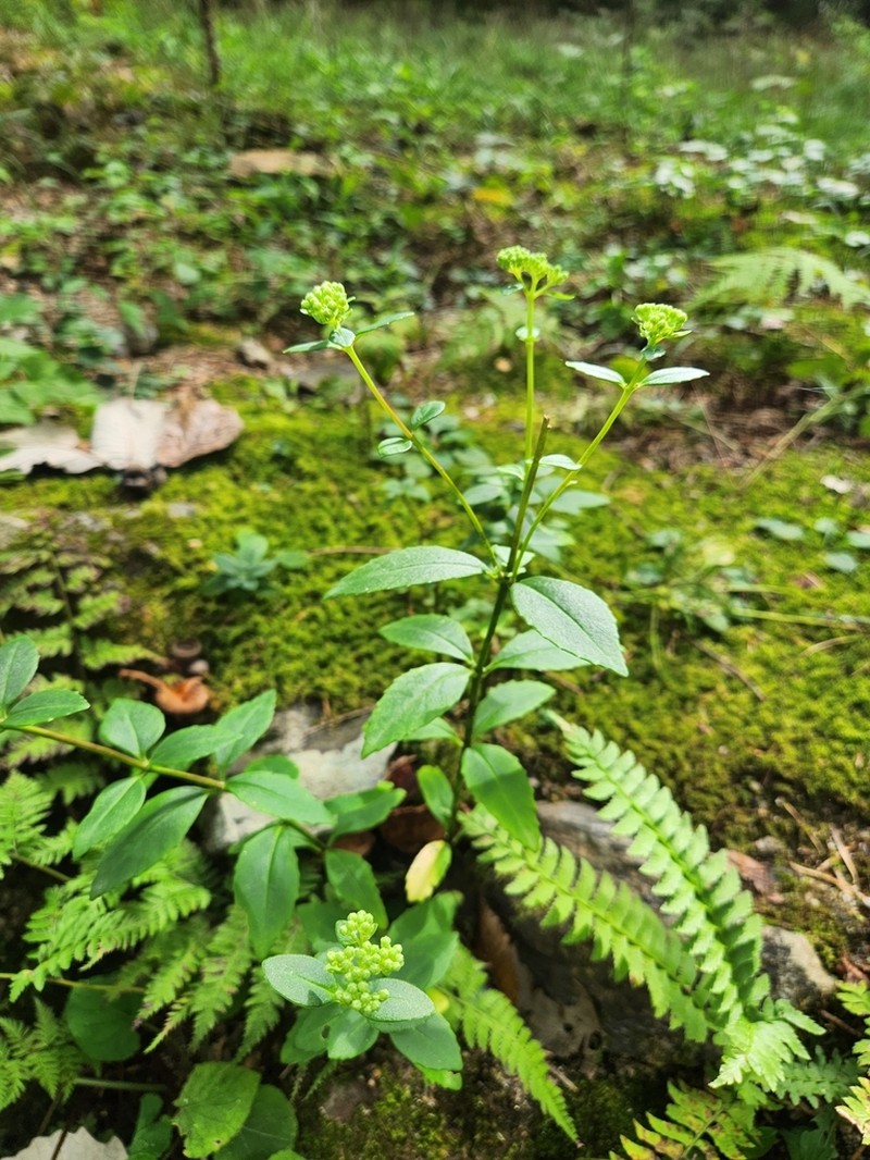 Hylotelephium viviparum photo 5
