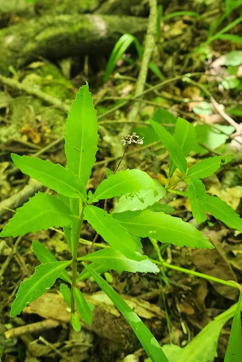 Hylotelephium viviparum photo 6