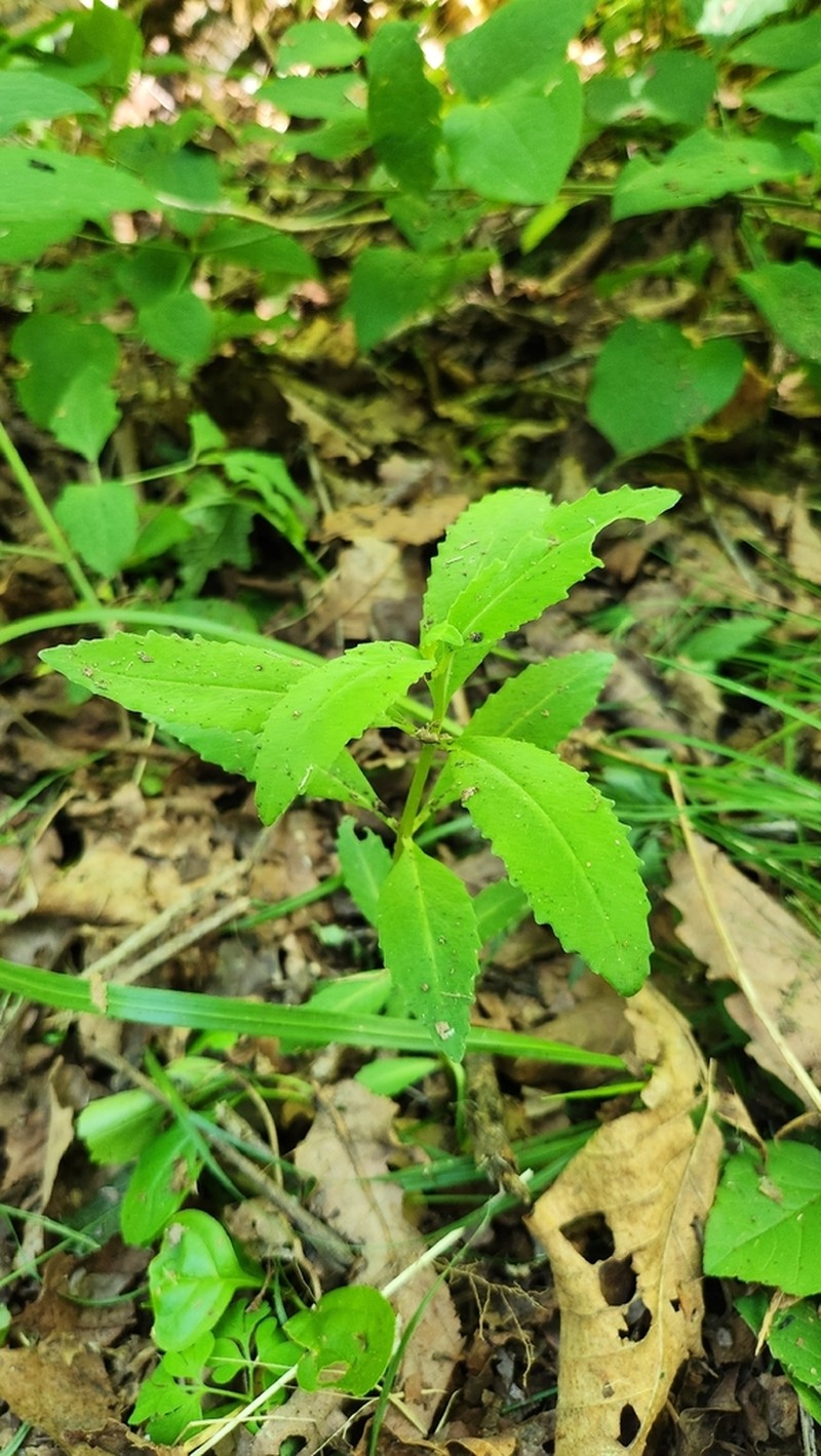 Hylotelephium viviparum photo 7