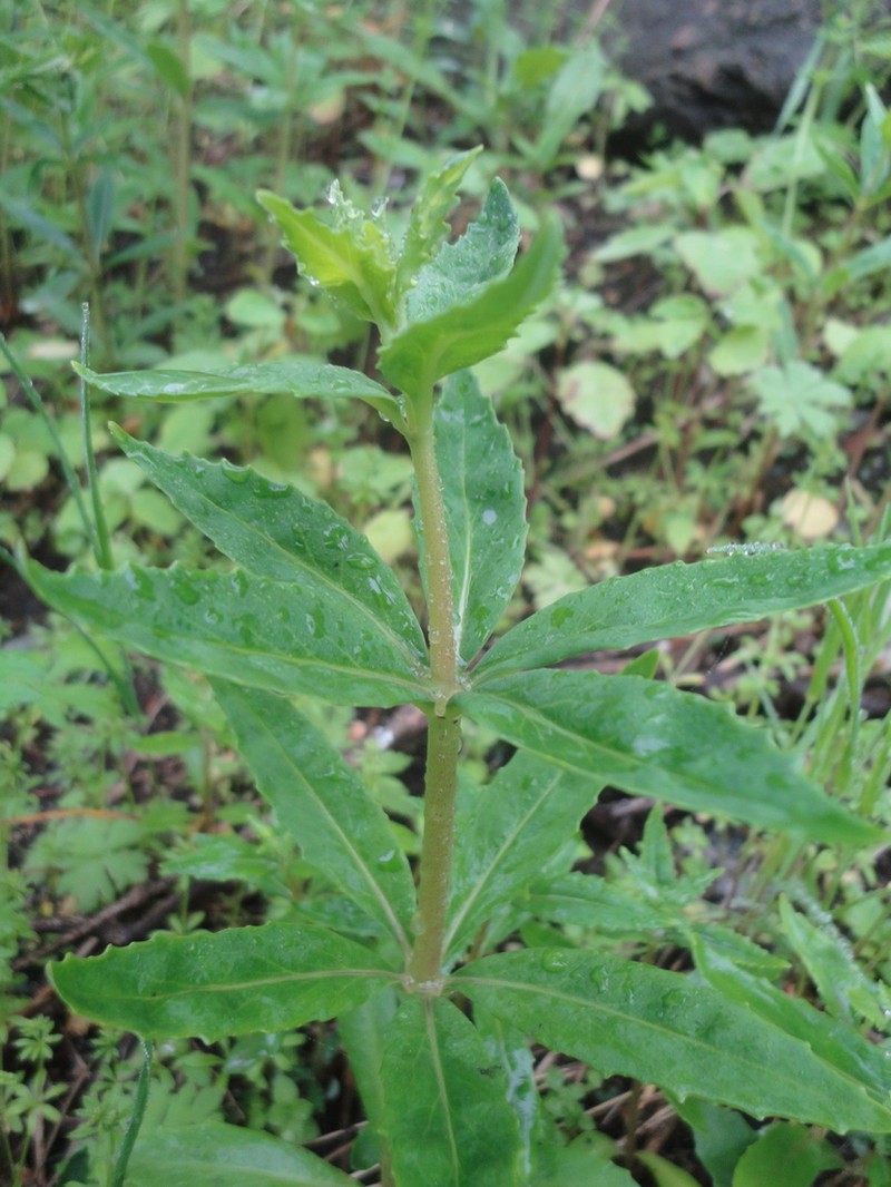 Hylotelephium viviparum photo 8