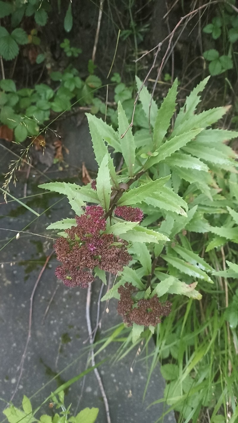 Hylotelephium vulgare