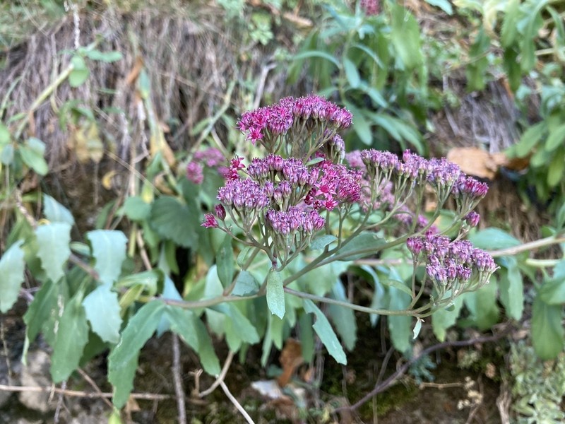 Hylotelephium vulgare photo 2