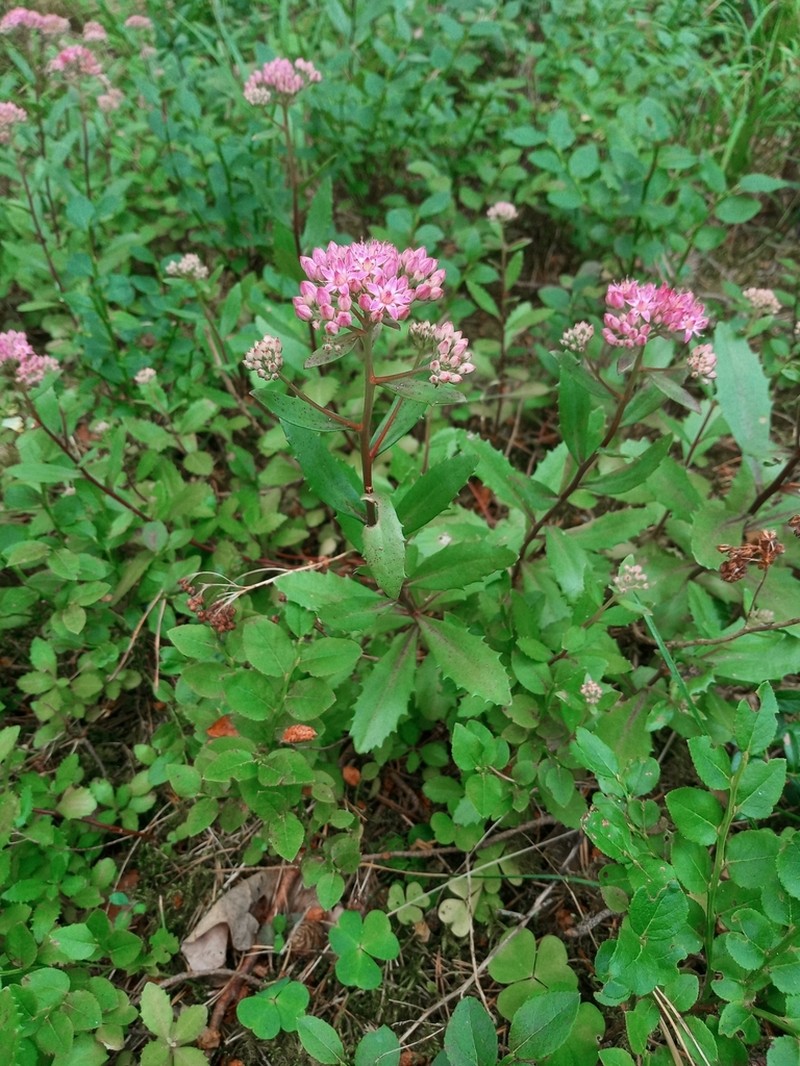 Hylotelephium vulgare photo 3