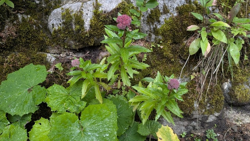 Hylotelephium vulgare photo 4