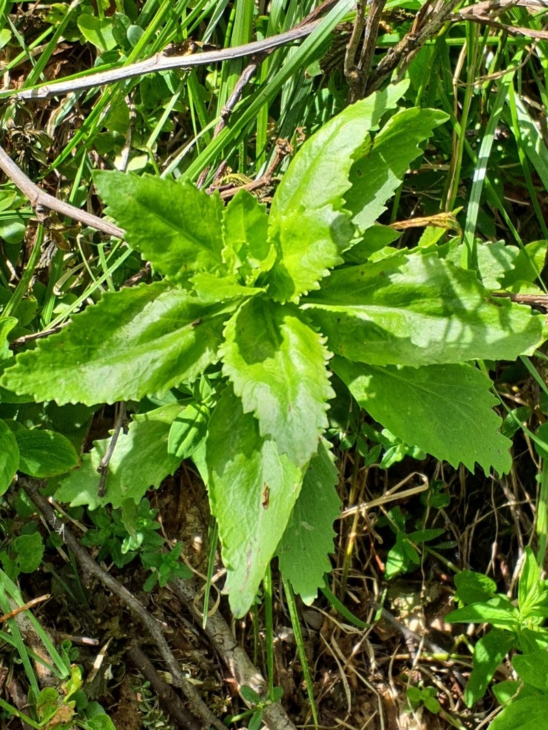 Hylotelephium vulgare photo 5