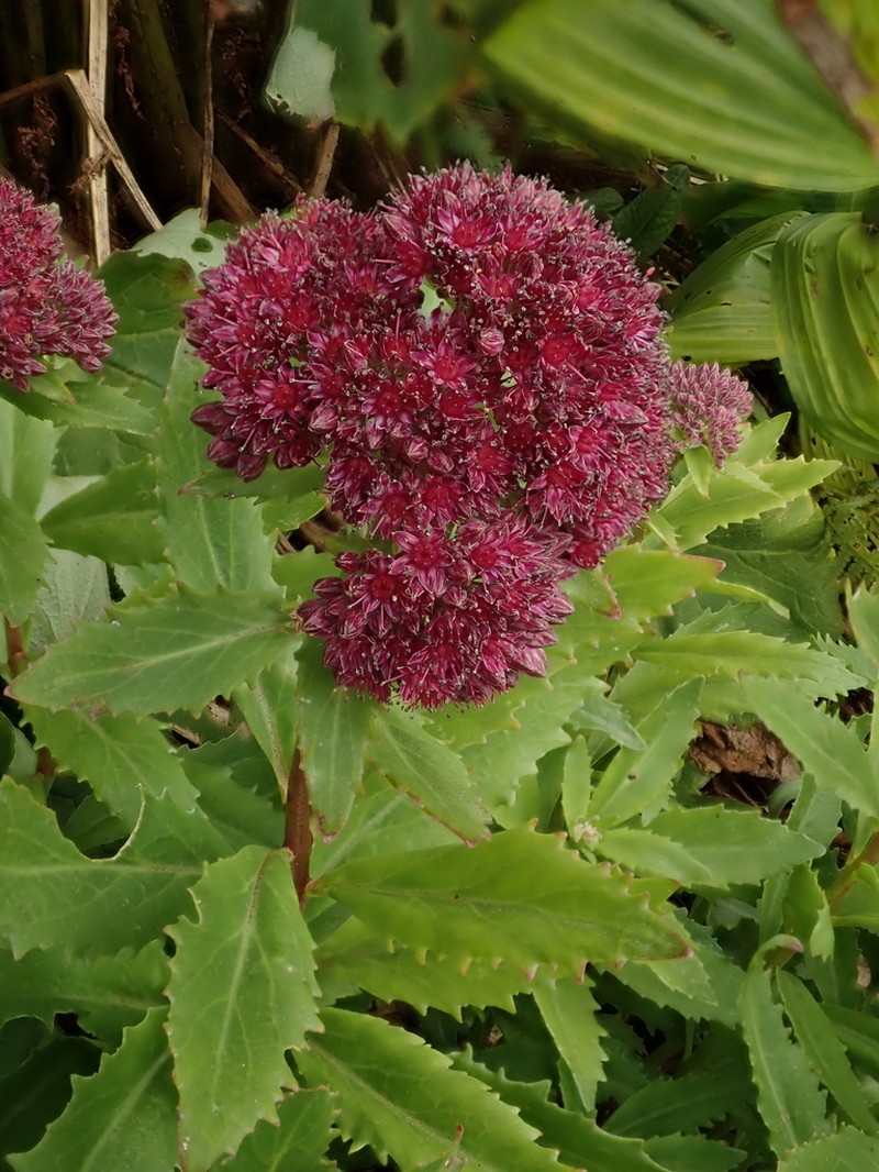 Hylotelephium vulgare photo 6
