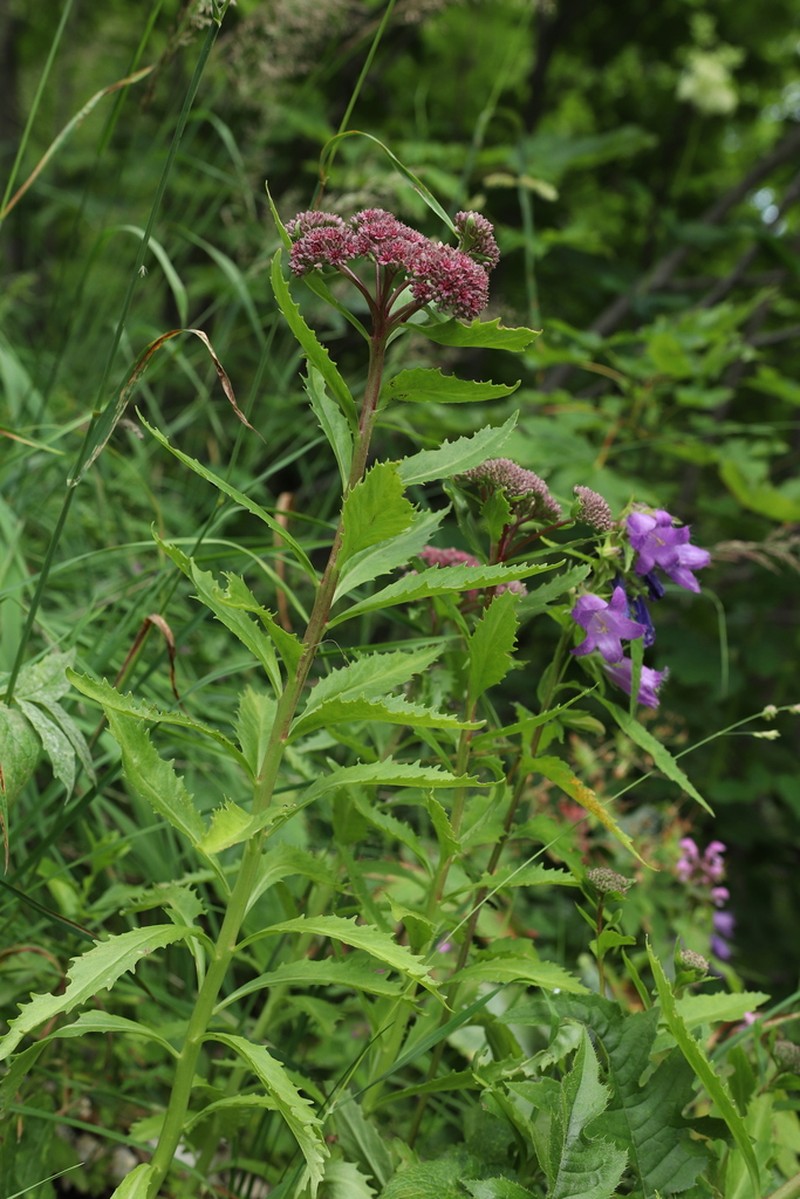 Hylotelephium vulgare photo 7