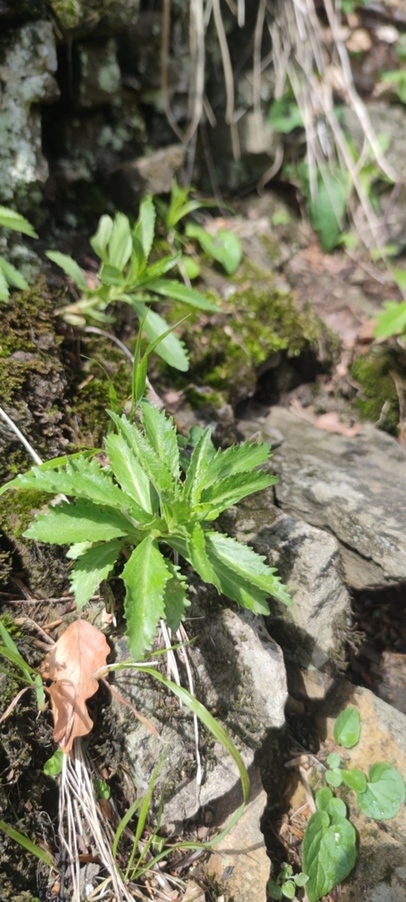 Hylotelephium vulgare photo 8