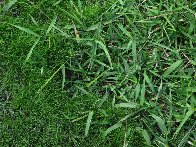 West Indian Marsh Grass photo 2