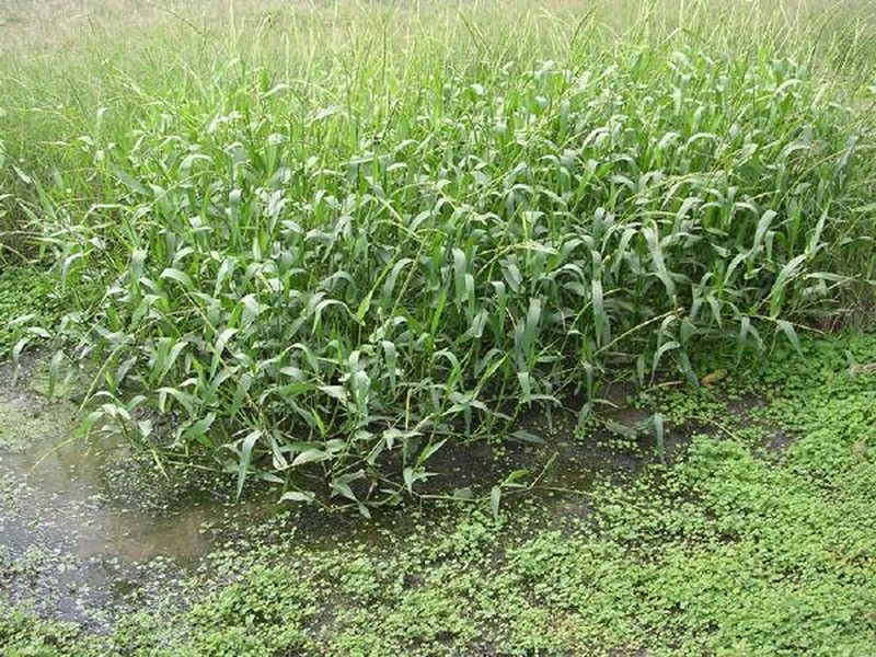 West Indian Marsh Grass