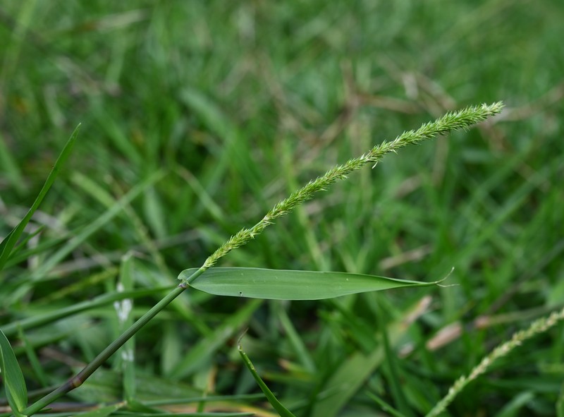 West Indian Marsh Grass photo 3