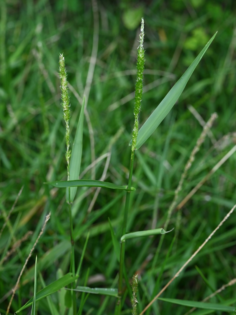 West Indian Marsh Grass photo 4