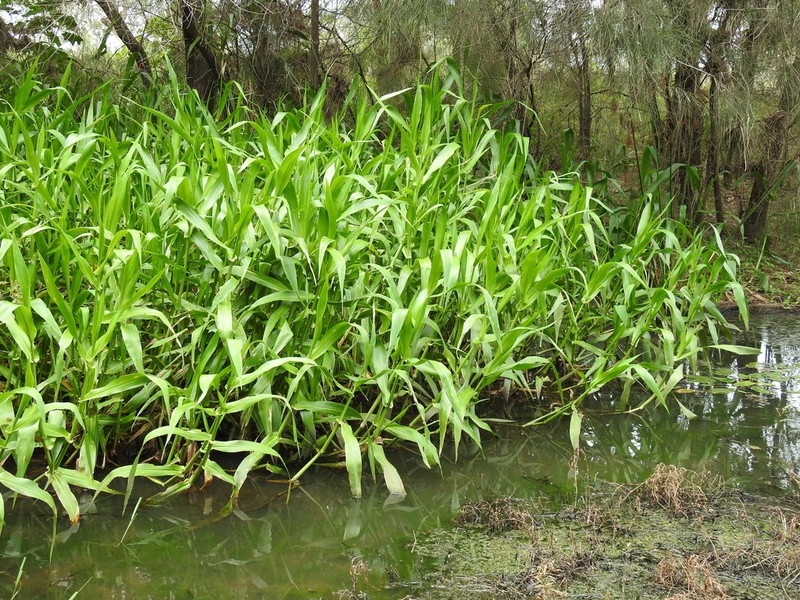 West Indian Marsh Grass