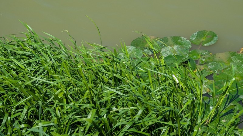 West Indian Marsh Grass photo 2