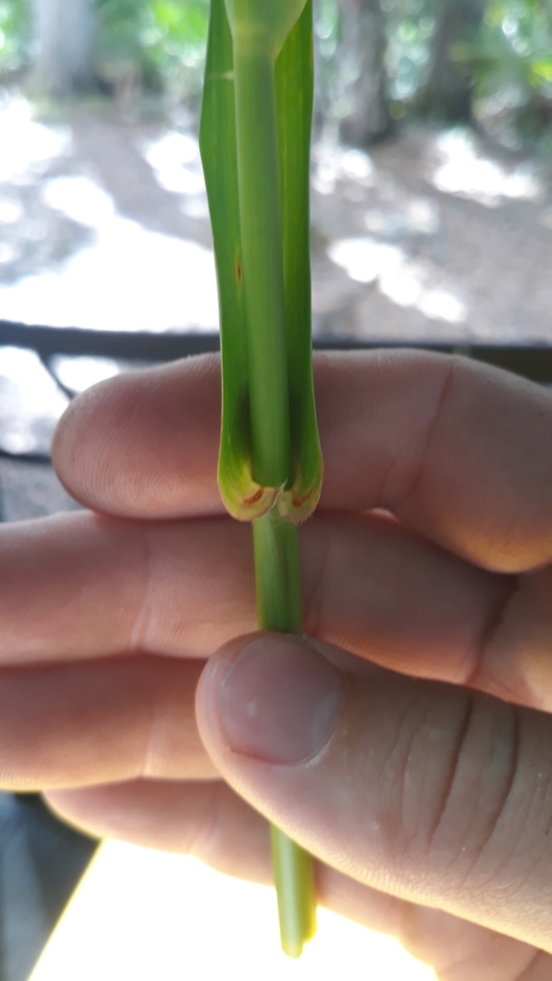 West Indian Marsh Grass photo 3