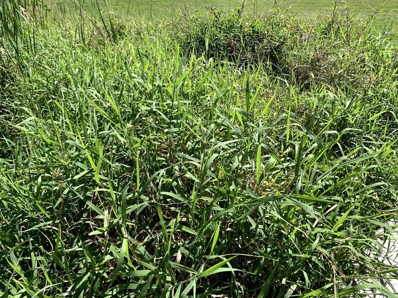 West Indian Marsh Grass photo 4