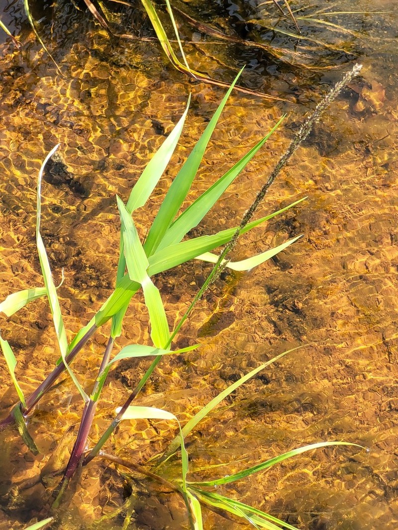 West Indian Marsh Grass photo 6