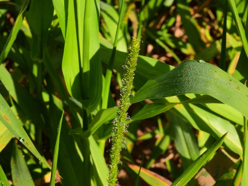 West Indian Marsh Grass photo 7