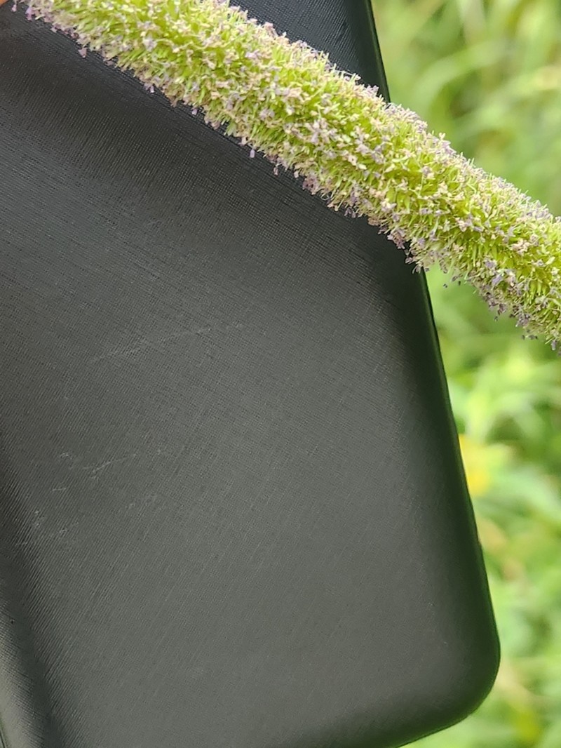 West Indian Marsh Grass photo 8