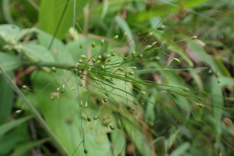 Hymenachne grandis