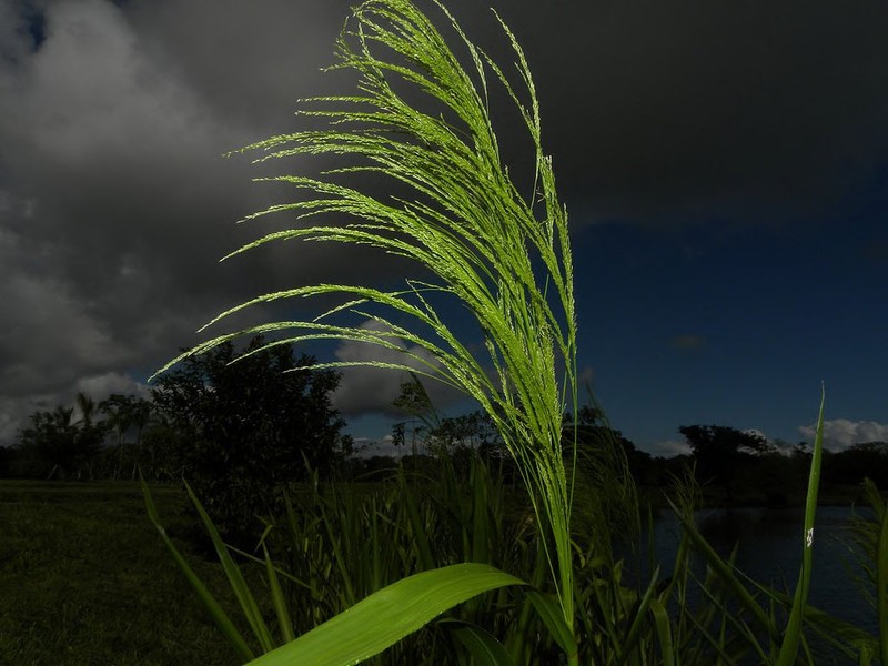 Hymenachne grandis photo 2