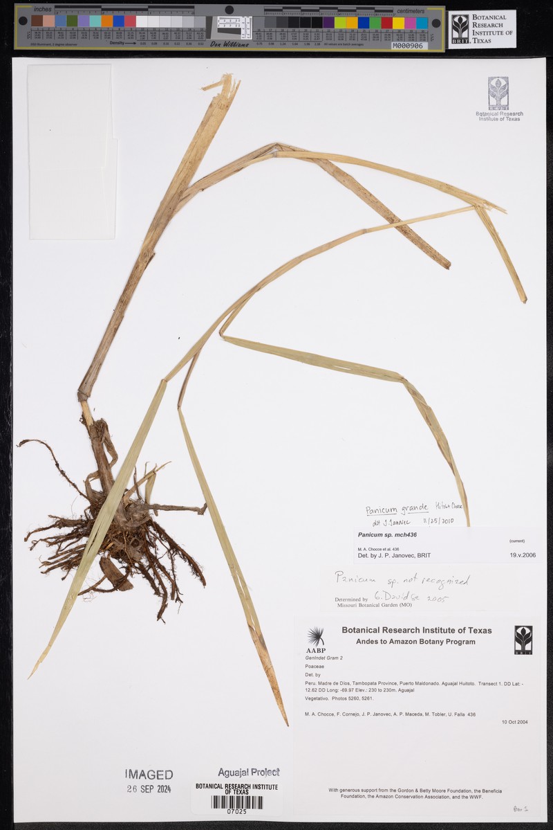Hymenachne grandis photo 4